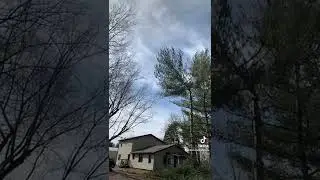 Topping out a small pine tree yesterday💯