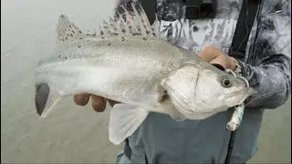 Shore game Seabass with the BONE SHORE BARRAGE BSB762ML