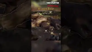 Brown Bear #wayofthehunter