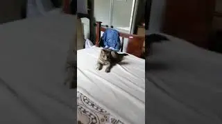 Rowan and Mabel funny cat video