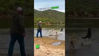 Dog on the Brink of Drowning, but What Happened Next Was Unbelievable! #shorts