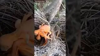 У этого птенца есть инстинкт убийцы