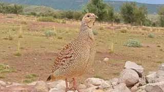 Enchanting Gray Francolin Calls | Listen to the Teetar's Unique Voice |Gray Francolin Teetar Sound