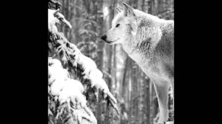 Canadian Power Metal: Solstice Guild - Winter's Flower (Instrumental Mix)