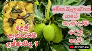Breadfruit Nutrition & Health Benefits | A Natural Superfood Explained