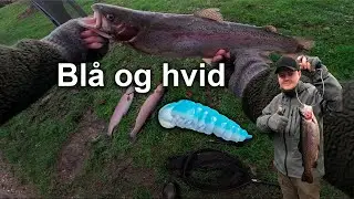 Frueskov - på ny gummidyr
