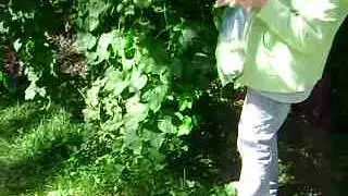 Rons New england My Wife picking hops in back yard .#25