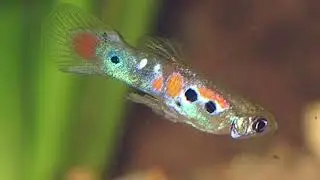 Cruzamento entre guppy de linhagem com lebiste selvagem |Tupi Guppy|