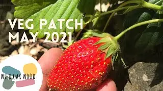Veg Patch May 2021