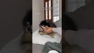How I give my dog her medication 💊 #pomeranian #dog