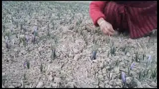 Saffron season begins in the enchanting #Kishtwar district, where the world  finest saffron blossom