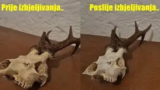 Kako izbijeliti lobanju srndaća | How to Whiten a Roe Buck Skull – Hunt Smart Ep. 1