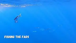 Dolphin Fish / Fishing the Fads / Gold Coast