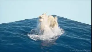 fluid effects - dragon emerging thru waves by Jignesh with thinkingParticles