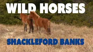 We Found Wild Horses on a Remote NC Island!
