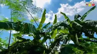 নীল আকাশ আর তুলতুলে সাদা মেঘ | Sky View Under Green Trees | Peaceful Nature Short.