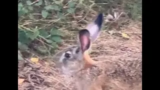 Septembre 2024 dans la voie du lièvre aux chiens courants
