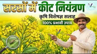 सरसों में कीट नियंत्रण | Mustard Crop Pest Management | पूरी जानकारी
