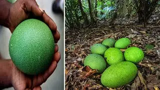 दुनिया के सबसे अनोखे अंडे | Most Unusual Eggs In The World in Hindi