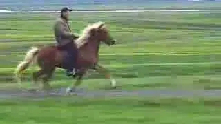 Super T&ouml;lt on an Icelandic Horse