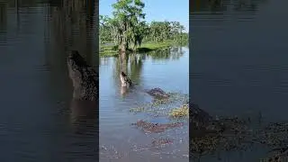 Alligator mating call💕✨ Love is in the air ❤️ Be careful ✨ #shorts #alligator #wildflorida