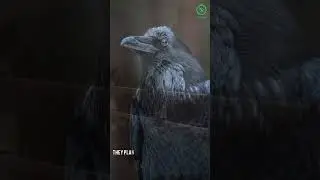 Ever wondered how crows survive anywhere?