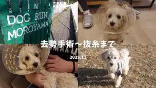 【去勢手術】子犬去勢手術~抜糸まで🐶‼️初めてのドッグラン🐕よく頑張りました◎