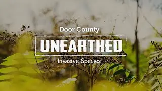 Door County Invasive Species  |  Door County Unearthed