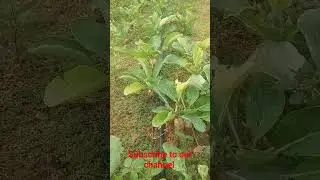 RADISH PLANTATION