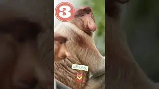 Угадай звуки животных #6 #шорты #животные #образование