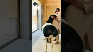 ablak dumba ✡ fat tailed sheep&harr;beautiful dumba
