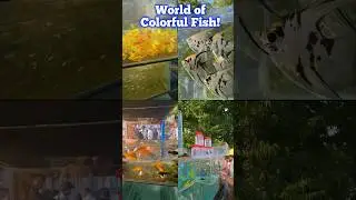 World of Colorful Fish#fishmarket #colorfulfish #aquariumfish#kolkatafishmarket