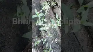 B.N-Eclipta alba.     Family-Asteraceae.  A famous herb for Hair growth.