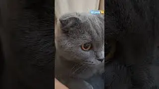 #live #счастье- это когда тебя понимают#cat #art #music