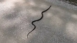 Snake on Tunnel Ridge Road