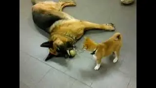 Shiba Inu pup speelt met Duitse Herder
