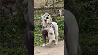 VVG: The dog so smart 👏👏  #funny #shorts #pet