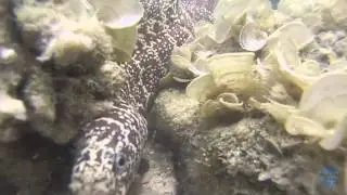 COZUMEL BEACH ROCK EEL