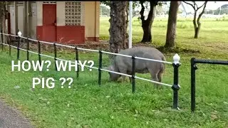 huge celebrity Pig in Queens Park Savannah... how? why?