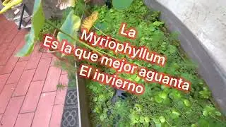 Mis plantas de estanque antes del invierno