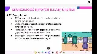 KEMİOZMOTİK HİPOTEZ ⚡ ATP Nasıl &Uuml;retilir? | 12. Sınıf Biyoloji Kolay Anlatım