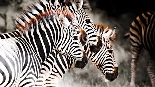 Ant Africa Safaris - Come as a guest, leave as a friend