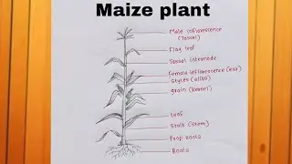How to draw Maize plant(Zea mays)/corn plant/monocot plant/Pollination by wind(Maize)/class12