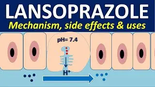 Lansoprazole - Mechanism, side effects, interactions and uses