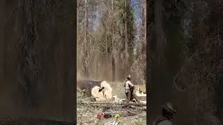 Timber! But make it surgical