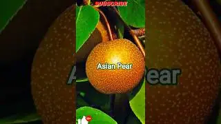 Beautiful asian pear fruit #nature #pear #youtube #shorts #viral