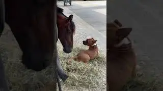 Horse Tries to Playfully Bite His Dog Buddy's Back - 1419915