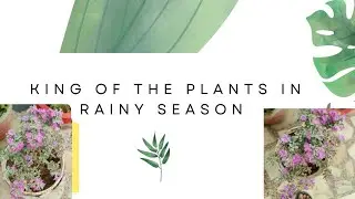 How to manage things before buying the plants #flowers #garden #viral #gardeningideas