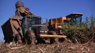 State of Sugar