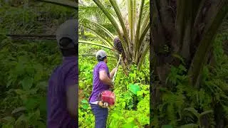 #short #reelsfb #froyou #malaysia #palmfalhai #hardworking #Malaysia
